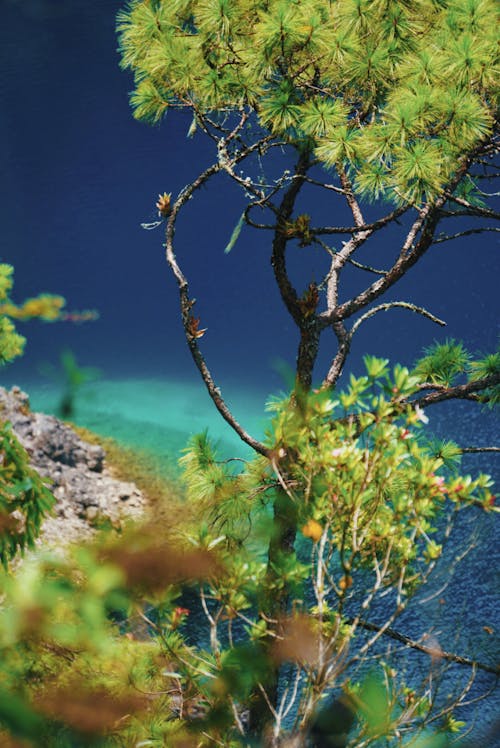 Tree on Mountain Cliff