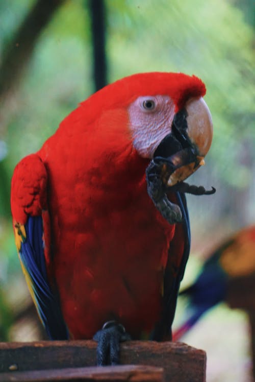 Foto profissional grátis de arara vermelha, ave, avícola