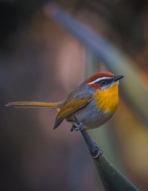 Small Bird Perched on a Leaf