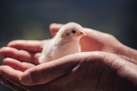 Baby Bird in Human Hands 