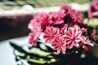 特写镜头中，充满活力的粉红色花朵在室内盛开，阳光透过窗口洒落