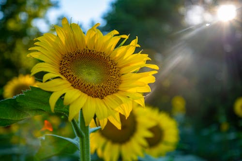 Ilmainen kuvapankkikuva tunnisteilla auringonkukat, auringonsäteet, aurinko