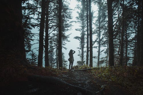 Imagine de stoc gratuită din codru, copaci înalți, fotografie cu natură