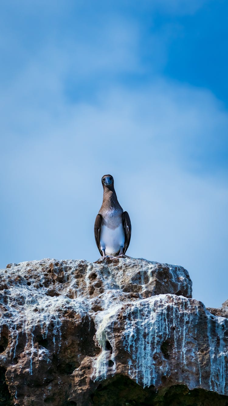 Wild Bird Perching On A Rock And Blue Sky