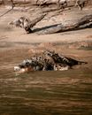 Brown and Black Crocodile on Water