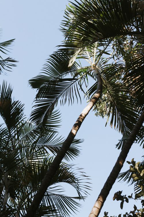 Free Vibrant palm trees with clear blue sky create a tropical vibe. Ideal for nature lovers. Stock Photo