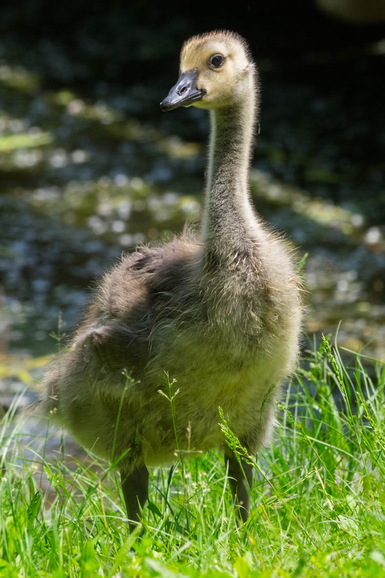 Close Up Of Duckling