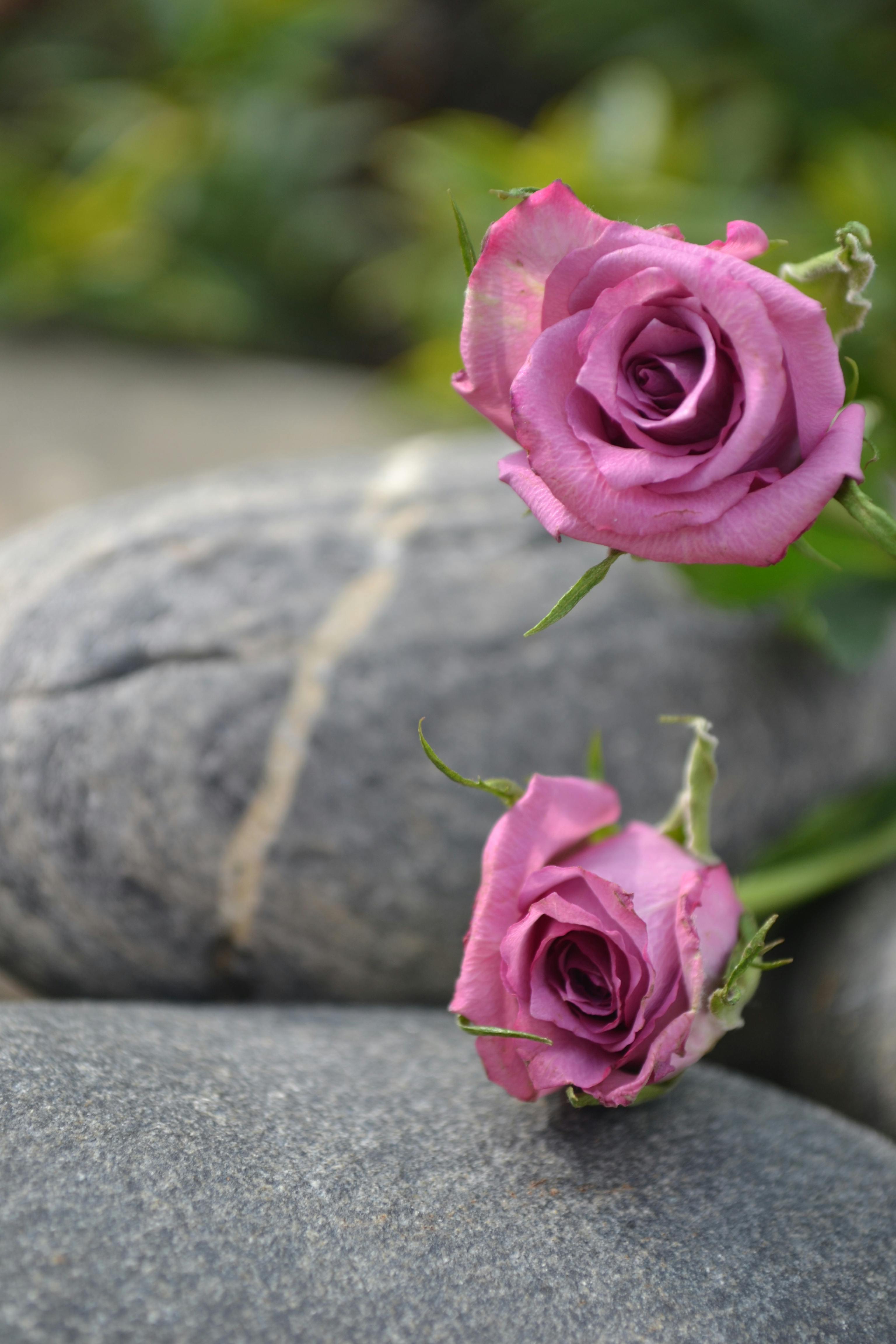 Pink Roses on Stones · Free Stock Photo