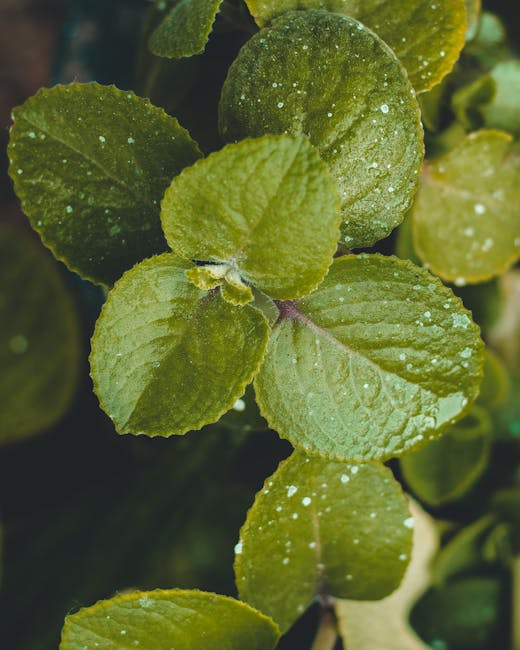JS Shariffhttps://api.pexels.com/v1/photos/1233181