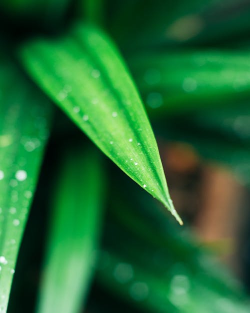 水露と緑の葉の植物のクローズアップ写真