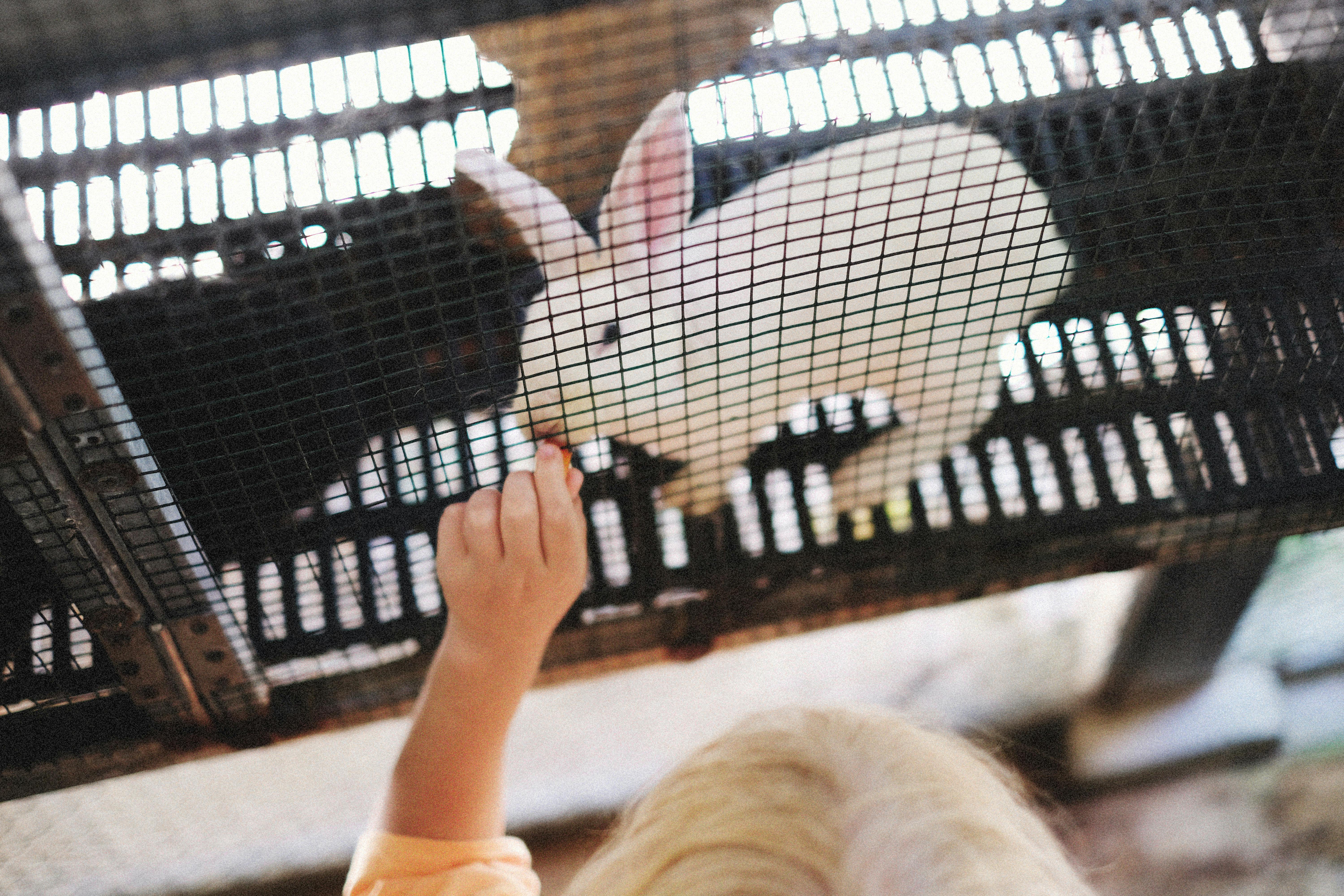Kid Feeding Rabbit · Free Stock Photo