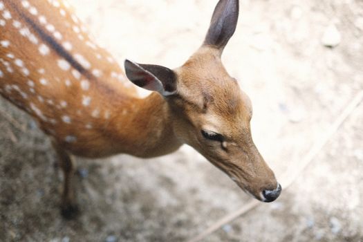 An overhead view of a spotted deer (Axis axis) in its natural habitat, highlighting its beauty and elegance.