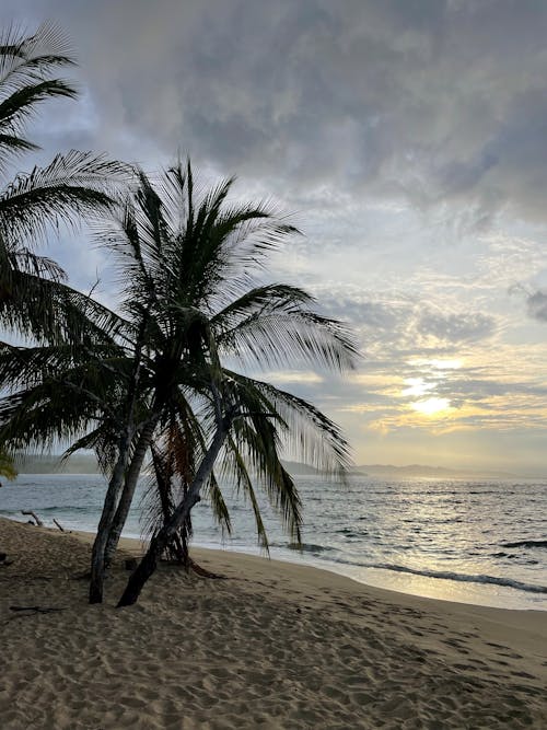 Palm Trees Near Beach during Sunset