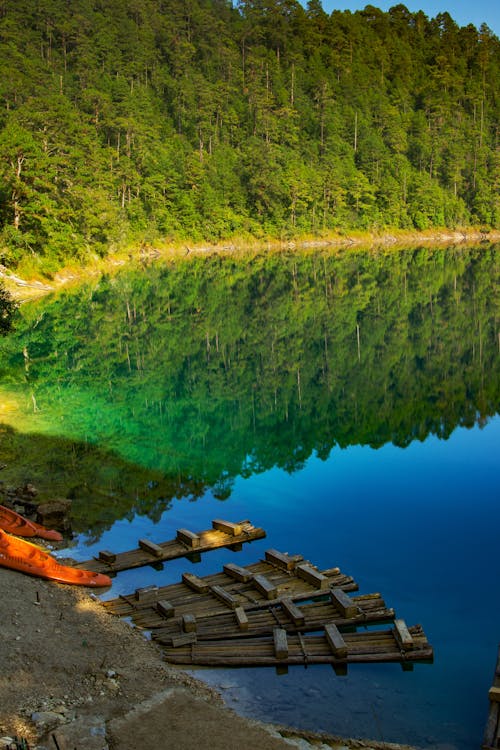 Immagine gratuita di acqua, alberi, boschi