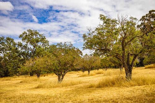 Green Trees on Brown Grass Field Under Blue Sky and White Clouds