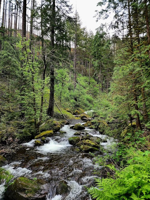 Rocky Stream Between Pine Trees