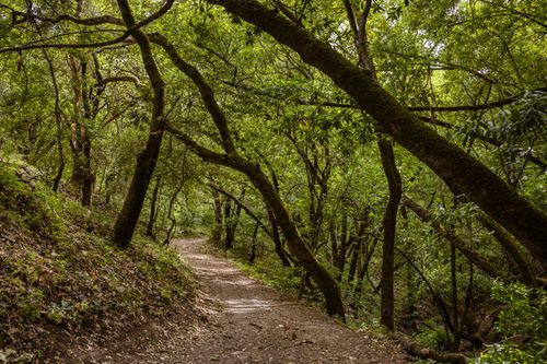 Free Explore a tranquil forest trail surrounded by lush greenery and natural beauty. Stock Photo