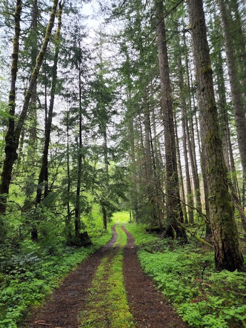 Unpaved Pathway Between Tall Trees 