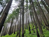 Green Trees on Green Grass Field