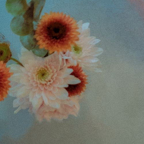 Soft-focus study of pale chrysanthemums — photo by Lany-Jade Mondou on Pexels