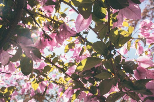 免费 白天的粉红色花瓣花的低角度摄影 素材图片