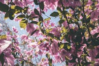 滨海博利厄，鲜艳的九重葛在明媚的阳光下绽放