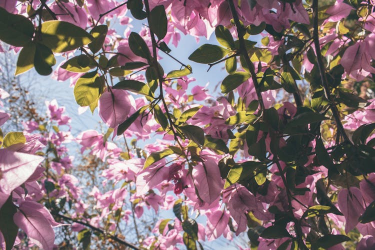 Purple Flowers And Green Leafed