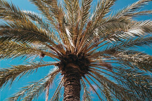 Closeup Photo of Palm Tree