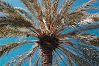 从低角度仰望，法国昂蒂布的棕榈树映衬着充满活力的蓝天