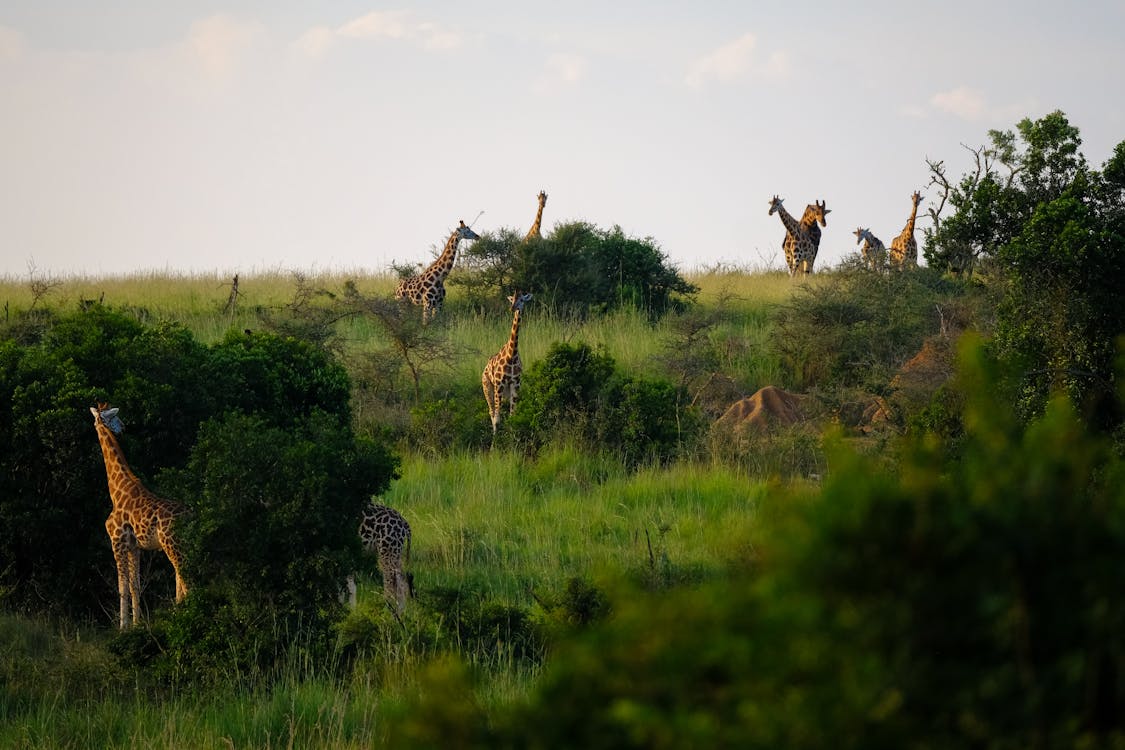 A group of giraffes among the trees and grass.