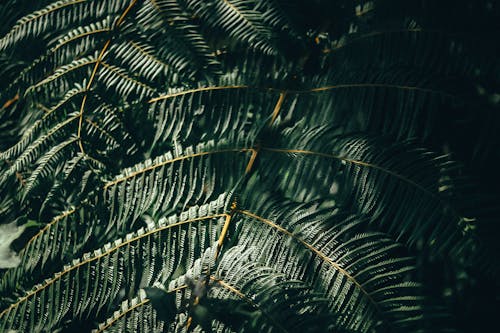 Close Up Photography of Fern Leaves