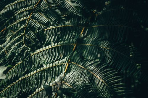 Free Close-up of vibrant fern leaves in sunlight, showcasing lush foliage and detailed patterns. Stock Photo