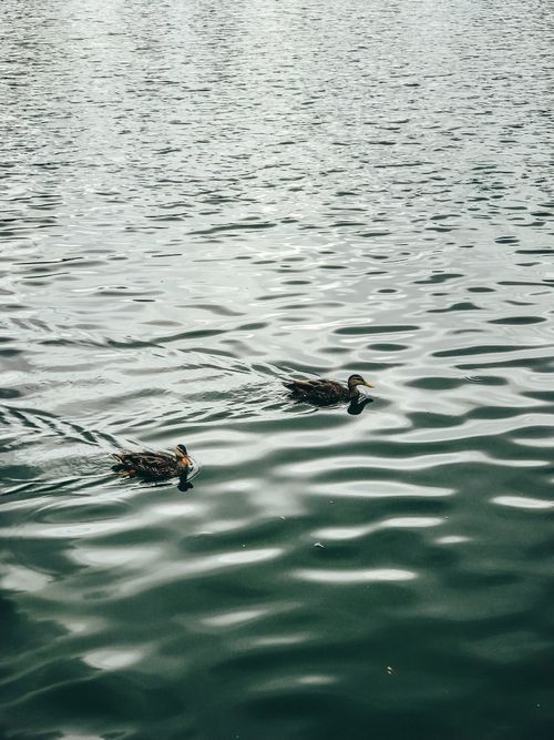 Free Two mallard ducks gracefully swim across a calm, rippling lake surface. Stock Photo