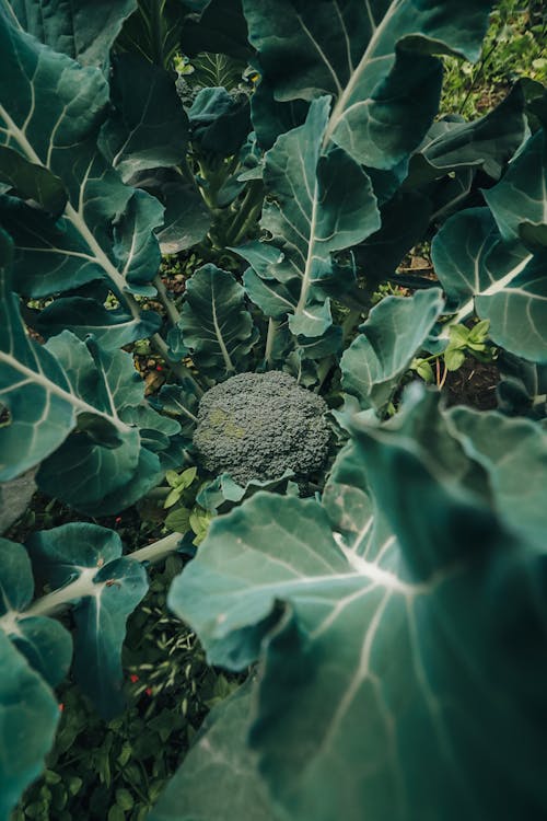 Broccoli Plant on Soil