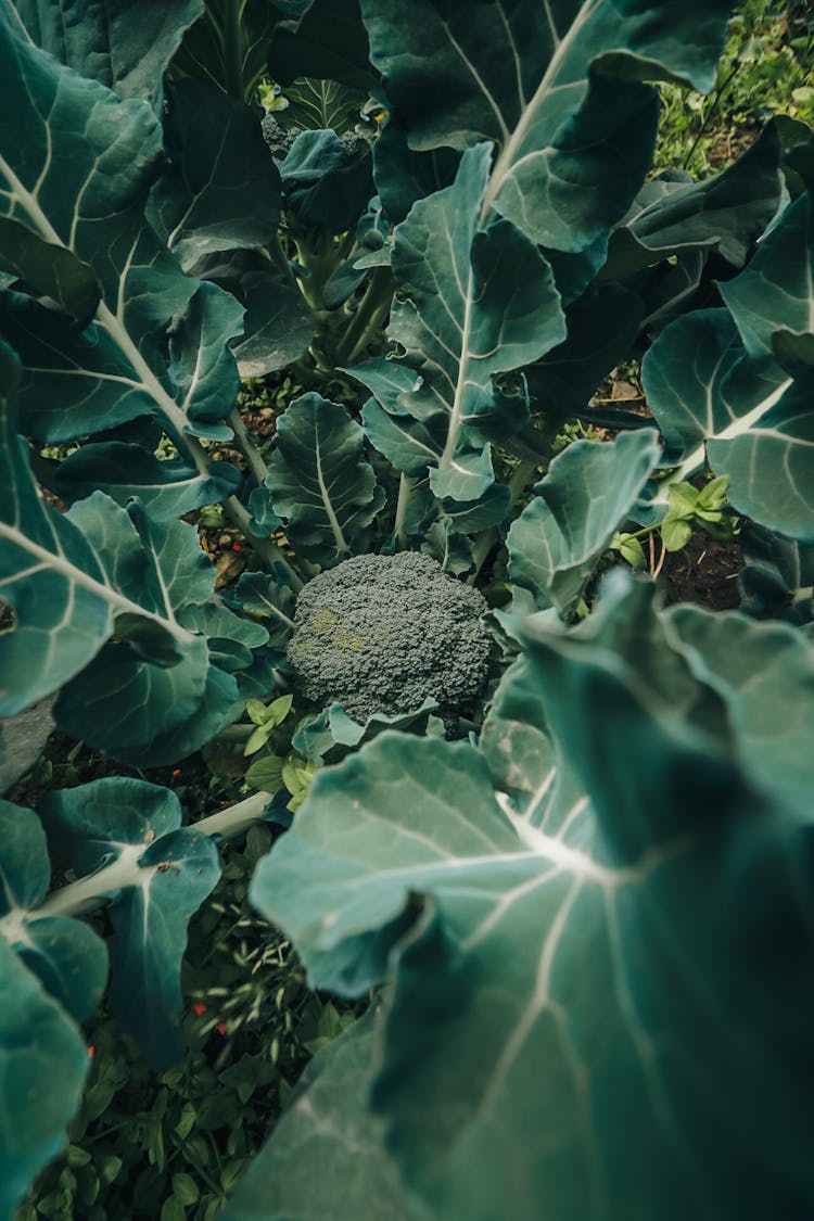 Broccoli Plant On Soil