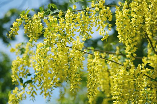 Yellow Flowers in Close Up Shot