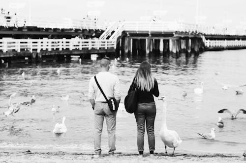 Grayscale Photography of Man and Woman Standing in Front of Swans on Body of Water