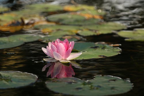 Free stock photo of beauty, flower, lotus Stock Photo