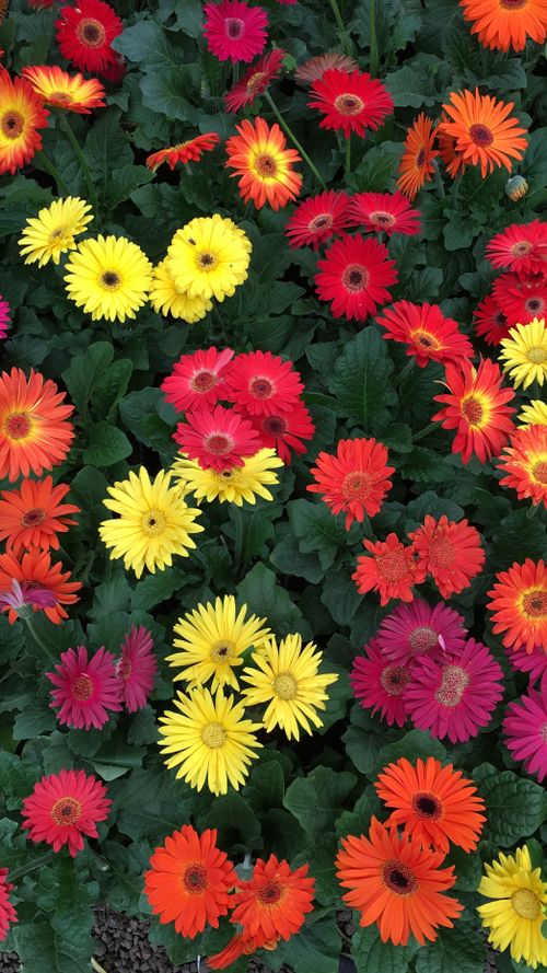 Free Brightly colored gerbera daisies blooming in an outdoor garden setting, showcasing nature's vivid palette. Stock Photo