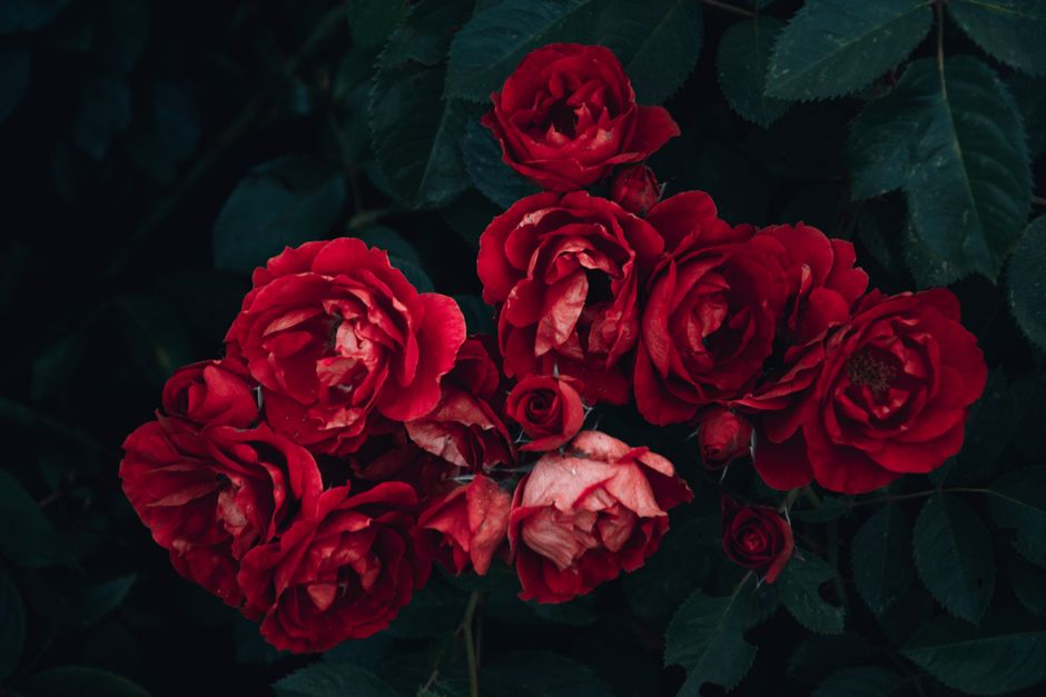 Close-up of vibrant red roses in bloom with lush green leaves, perfect for romantic themes.