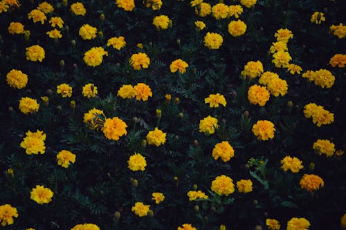 Foto Van Volledig Bloeiende Gele Bloemblaadjes Bloemplanten