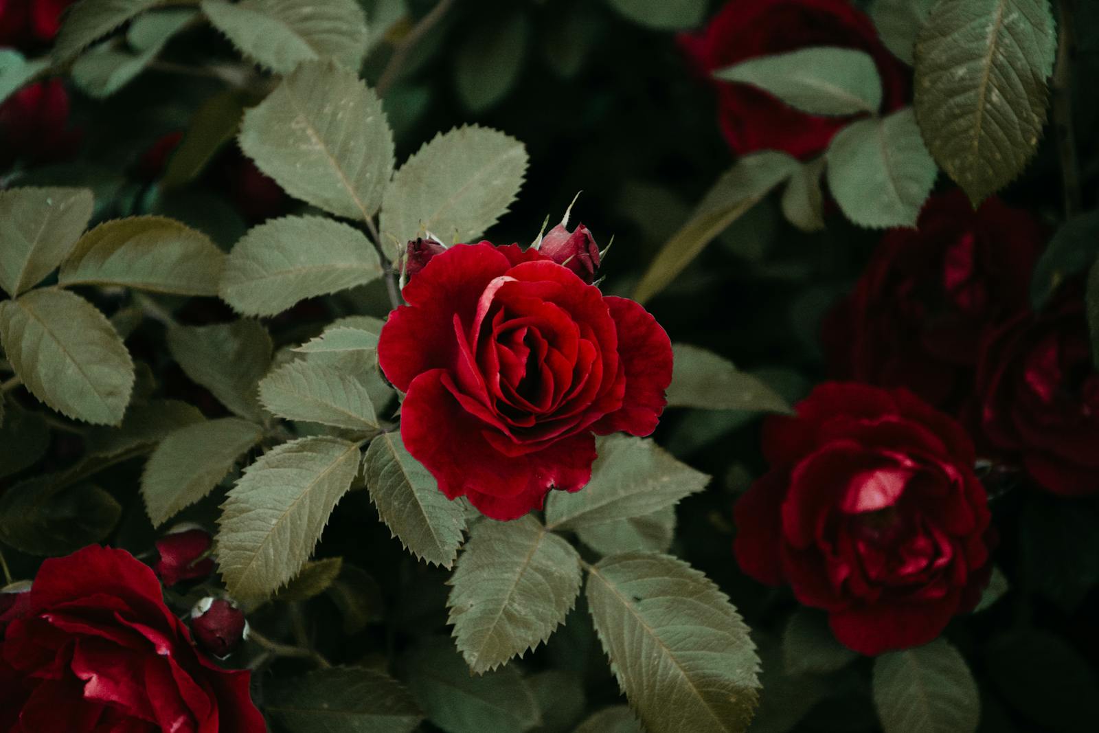 roses in garden