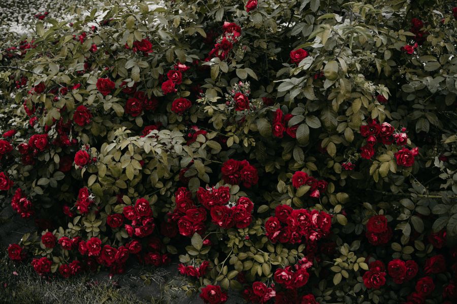 Colourful planted beds with roses in a maintained landscape