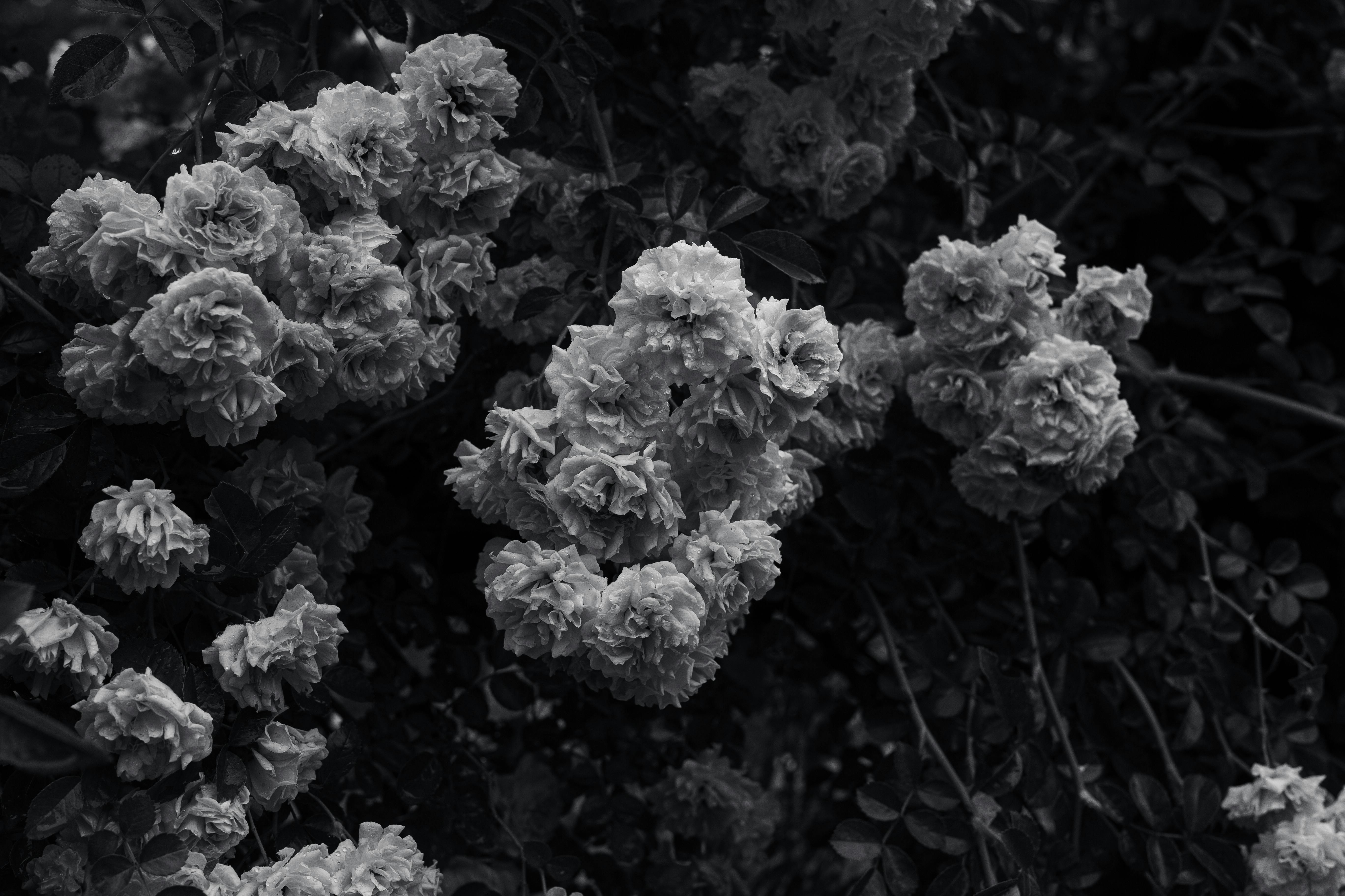 grayscale flowers photography