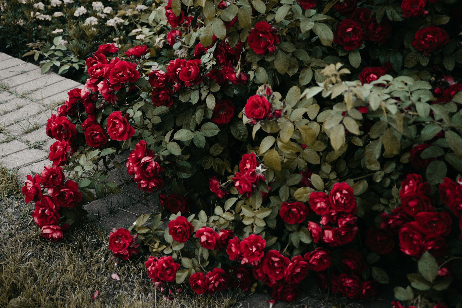 Beautiful red roses in full bloom surrounded by lush green leaves in an outdoor garden.