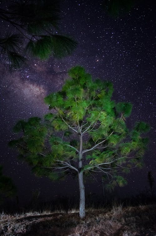 Green Tree Under a Starry Night Sky