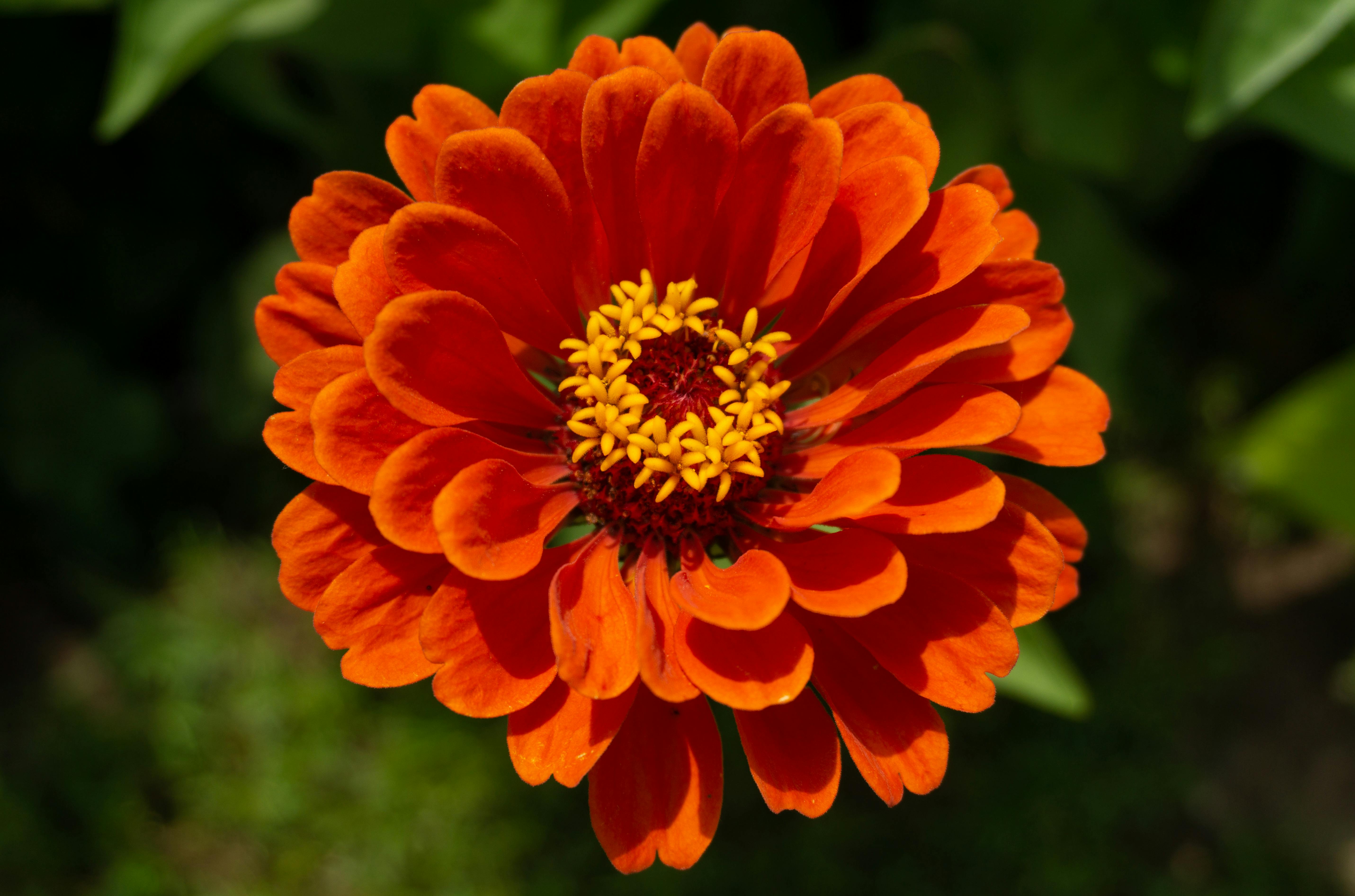 Free stock photo of flower, nature, orange