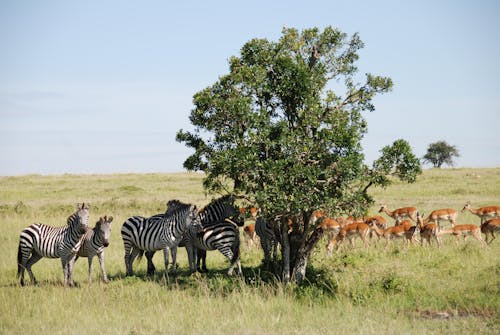 Herd of Zebra and Impala on Green Grass Field