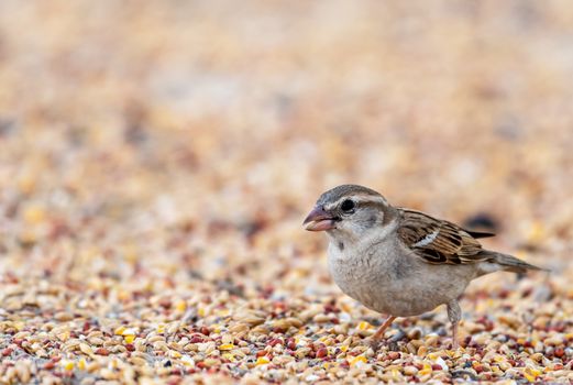 Close Up Photo of a Sparrow Bird