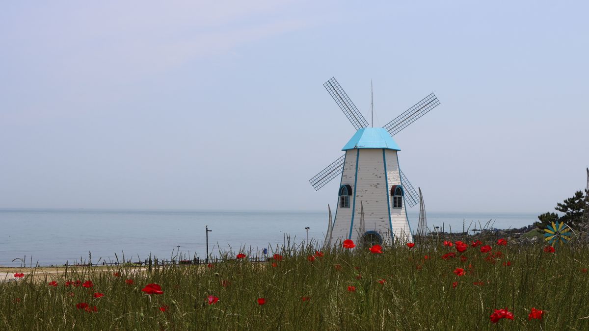안동 1박 2일 — Beautiful windmill by the seaside with red poppies in Korea, offering a calm rural landscape.